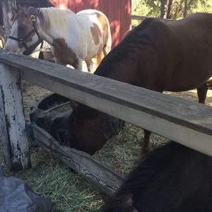 Meet your Posher, Lindsey